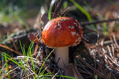 fly agaric under the autumn sun in a meadow2