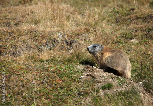 Murmeltier Marmota