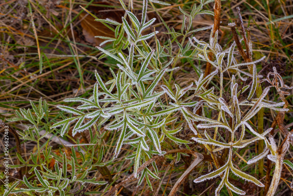 The first autumn frost on the green grass in the early morning. Beautiful background of needle grass.