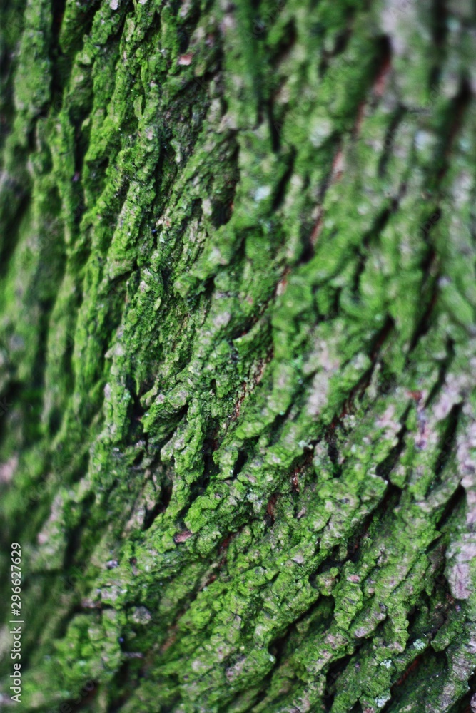 Close up background of tree bark with green moss