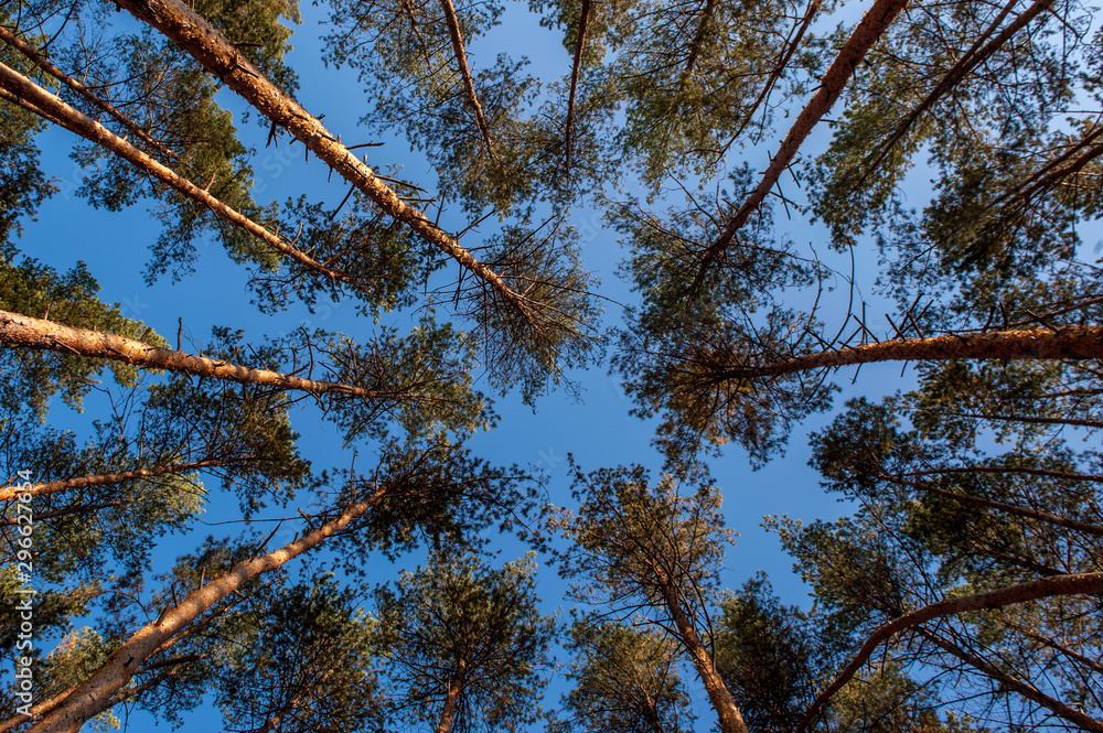 Fototapeta premium sky above the treetops in the forest