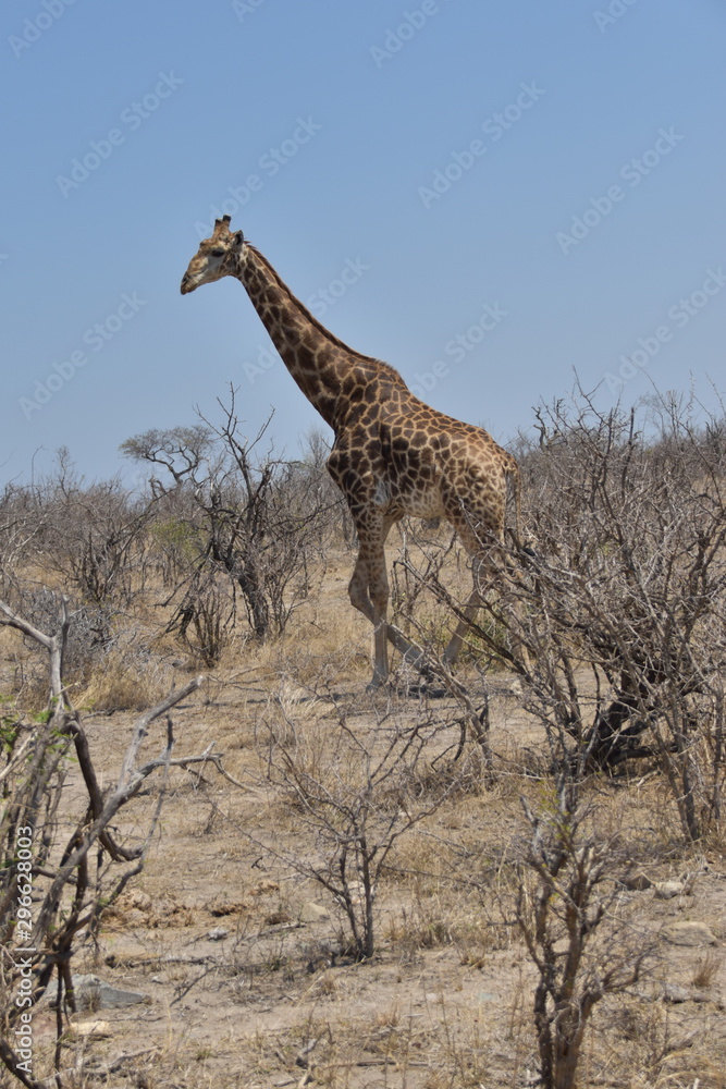 Fototapeta premium giraffe in africa
