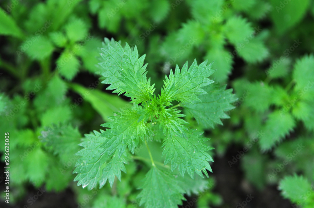 In nature grows stinging nettles (Urtica urens) In nature grows stinging nettles (Urtica urens)