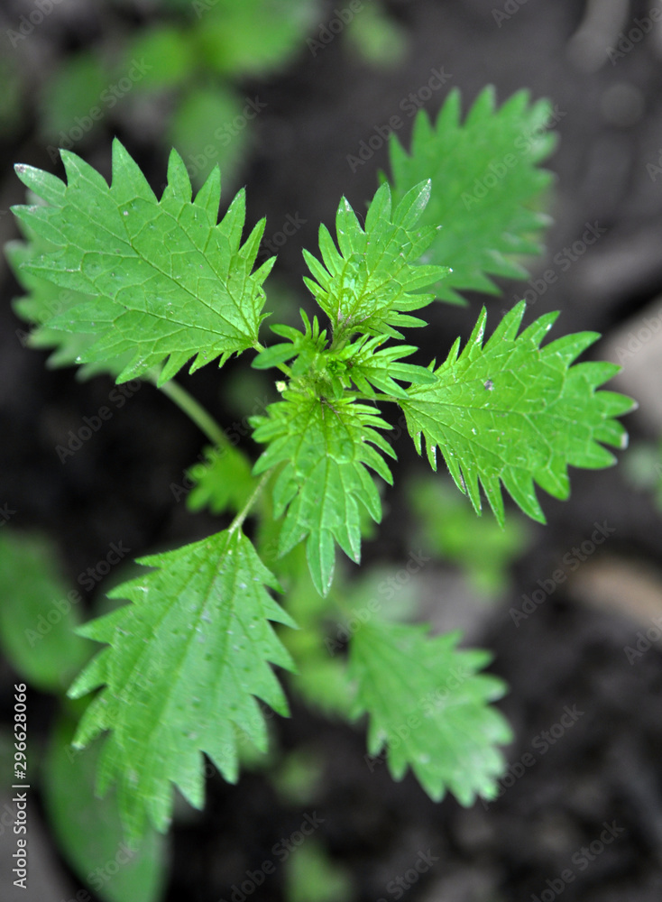 In nature grows stinging nettles (Urtica urens) In nature grows stinging nettles (Urtica urens)