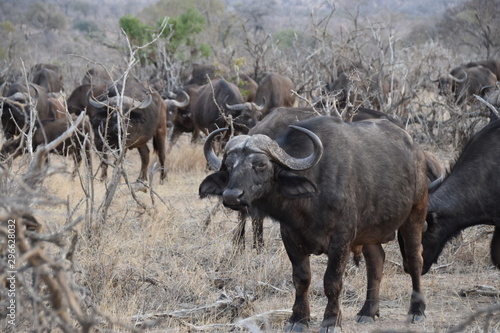 buffalo in field