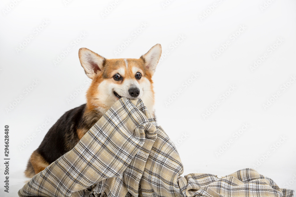 Funny dog picture, Corgi dog pulling a blanket. Isolated on white, dog looking funny. Copy space. Funny dog picture, Corgi dog pulling a blanket. Isolated on white, dog looking funny. Copy space.