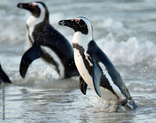 African penguins. African penguin also known as the jackass penguin  black-footed penguin. Scientific name  Spheniscus demersus.  South Africa
