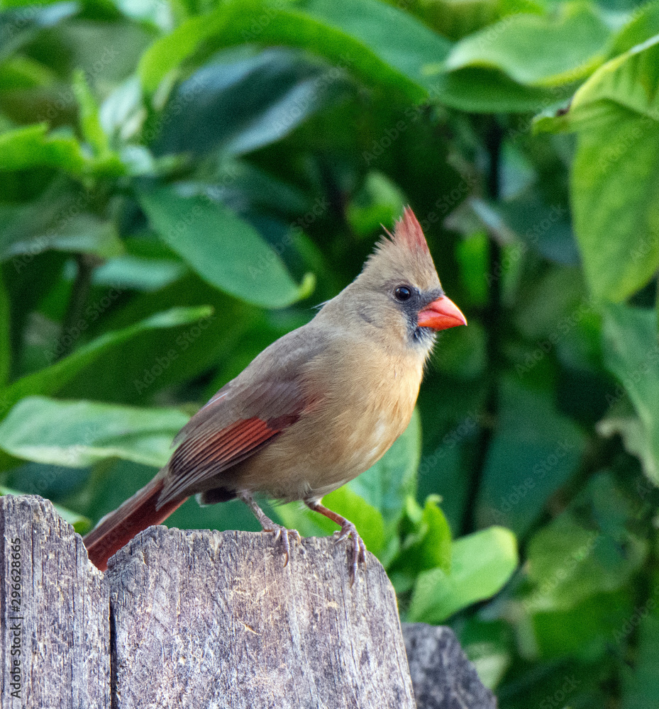 Fototapeta premium Female northern cardinal with buff brown feathers and tinges of red on crest and wings and large red beak is standing on a brown wood fence against a background of green leaves.
