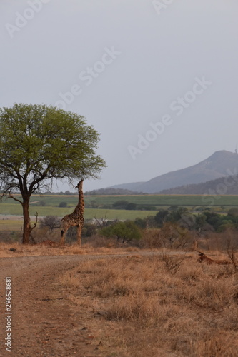 tree in desert