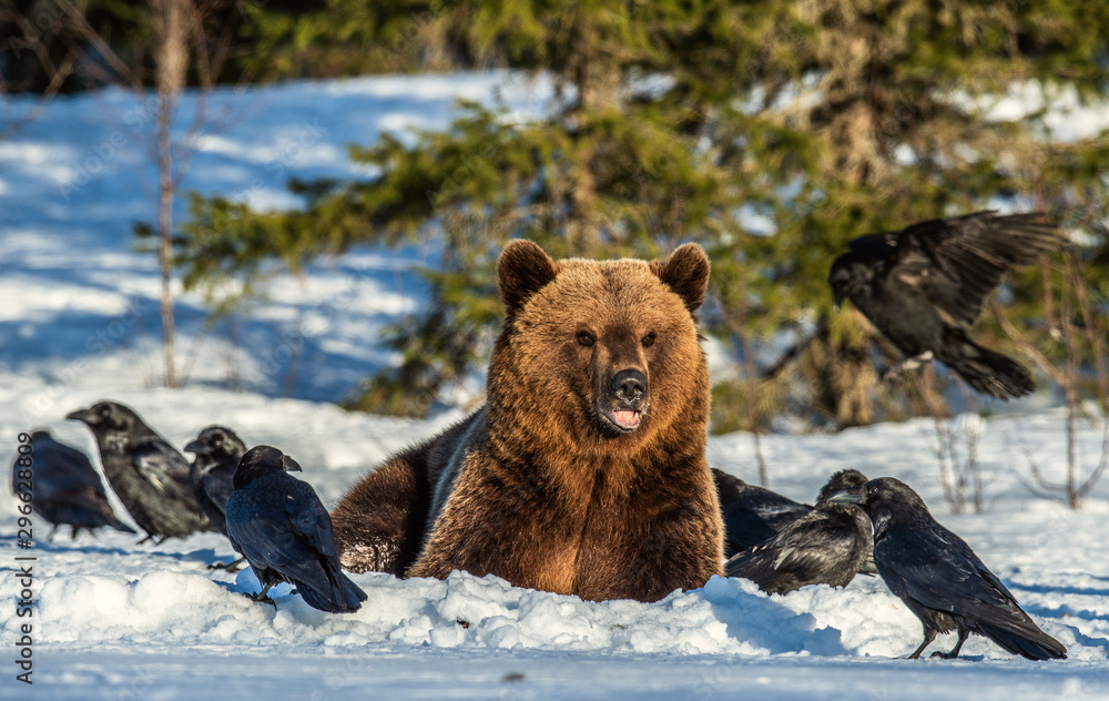 Obraz premium Brown Bear and ravens on a snow-covered swamp in the winter forest. Sunset light. Eurasian brown bear, Scientific name: Ursus arctos arctos. Natural habitat.