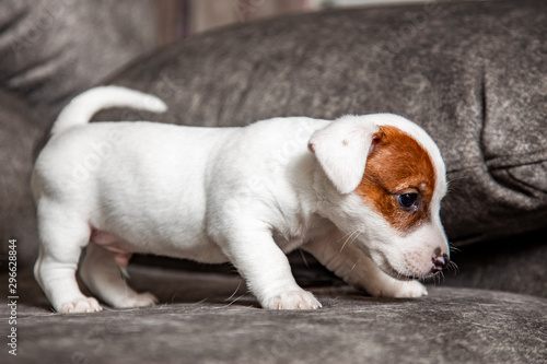 Fototapeta Naklejka Na Ścianę i Meble -  The puppy of breed Jack Russell Terrier