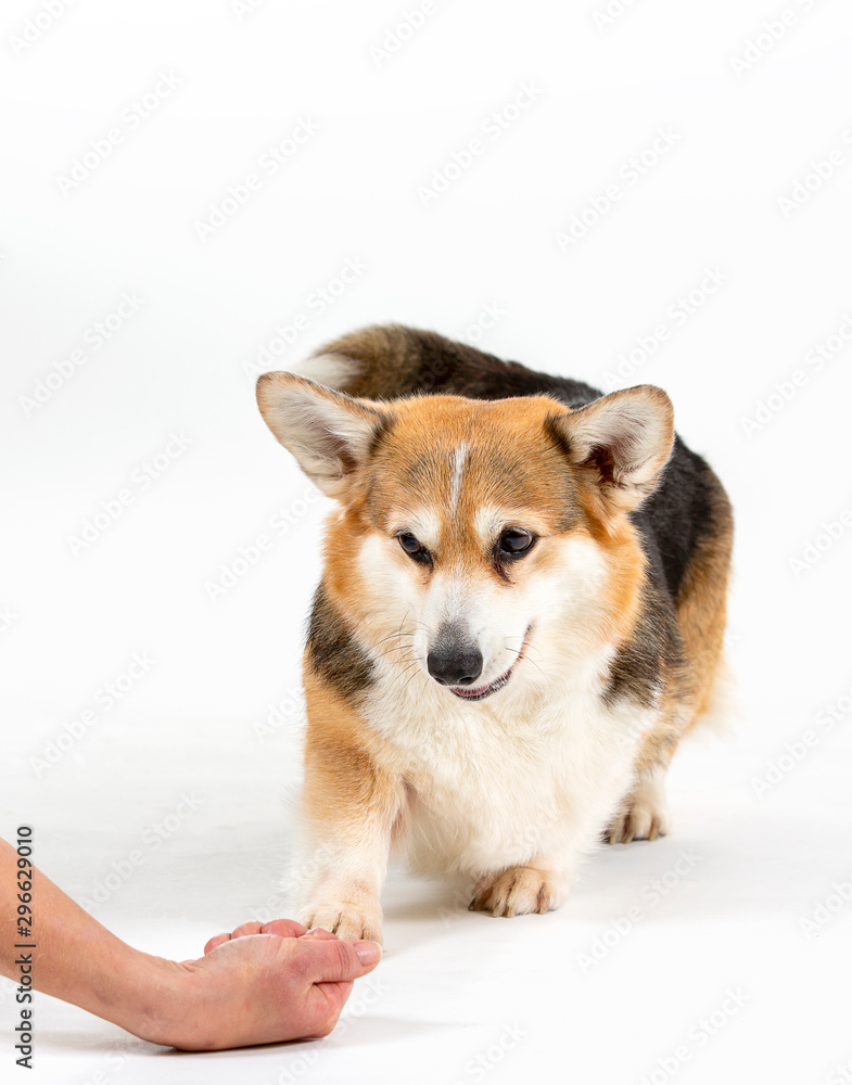 Person is training a dog with treats. Isolated on white, dog breed is welsh corgi.