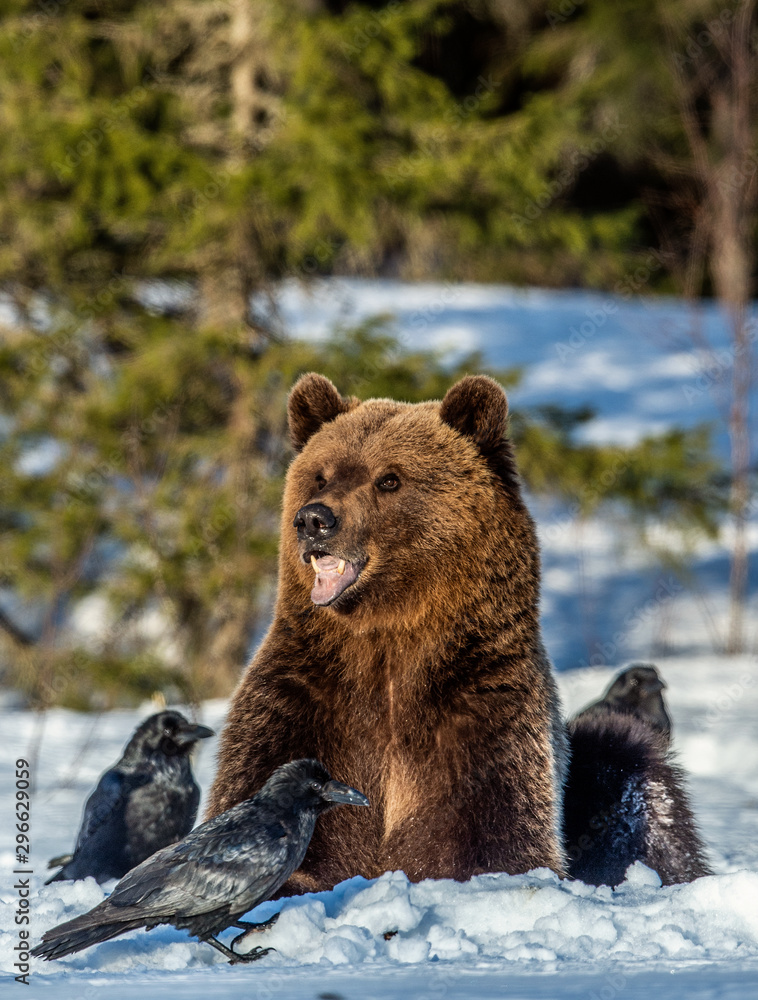 Brown Bear and ravens on a snow-covered swamp in the winter forest. Sunset light. Eurasian brown bear, Scientific name: Ursus arctos arctos. Natural habitat. Brown Bear and ravens on a snow-covered swamp in the winter forest. Sunset light. Eurasian brown bear, Scientific name: Ursus arctos arctos. Natural habitat.