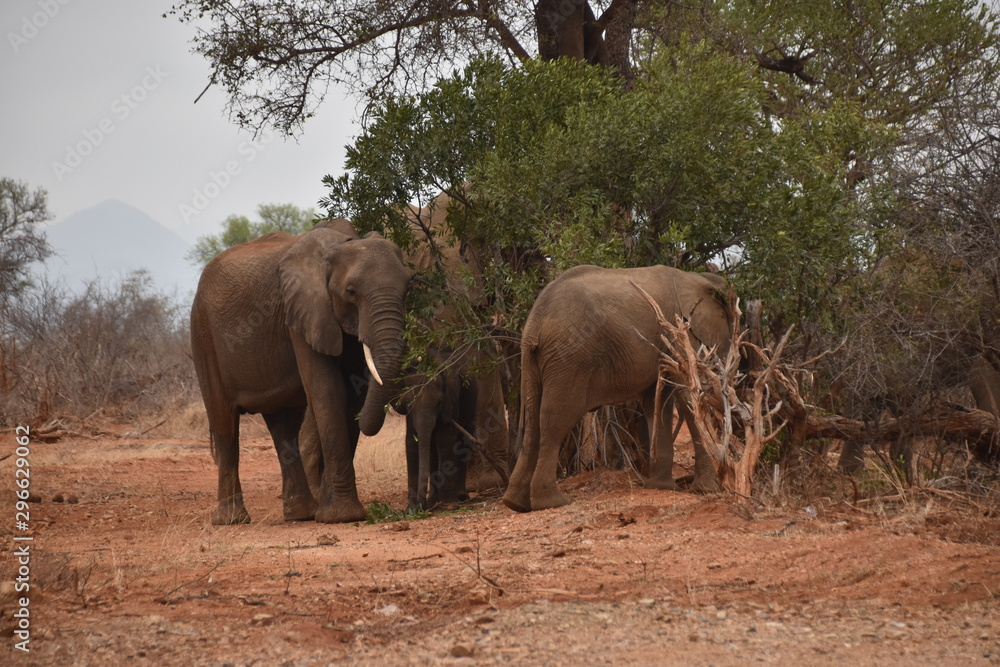 Fototapeta premium elephant in africa