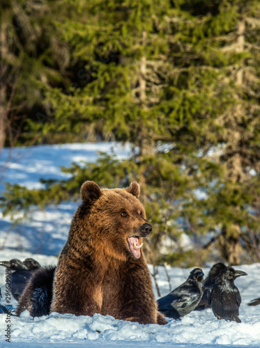 Brown Bear and ravens on a snow-covered swamp in the winter forest. Sunset light. Eurasian brown bear, Scientific name: Ursus arctos arctos. Natural habitat.