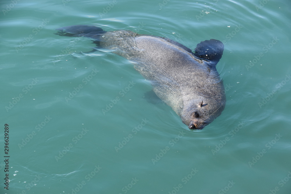 Obraz premium seal in water