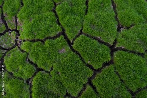 Green grass grow on cracked soil background texture. Element of design