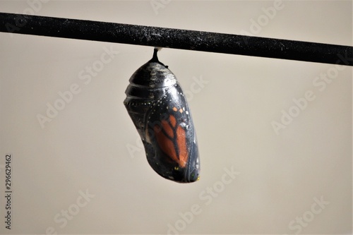 monarch chrysalis in the opaque pupal stage