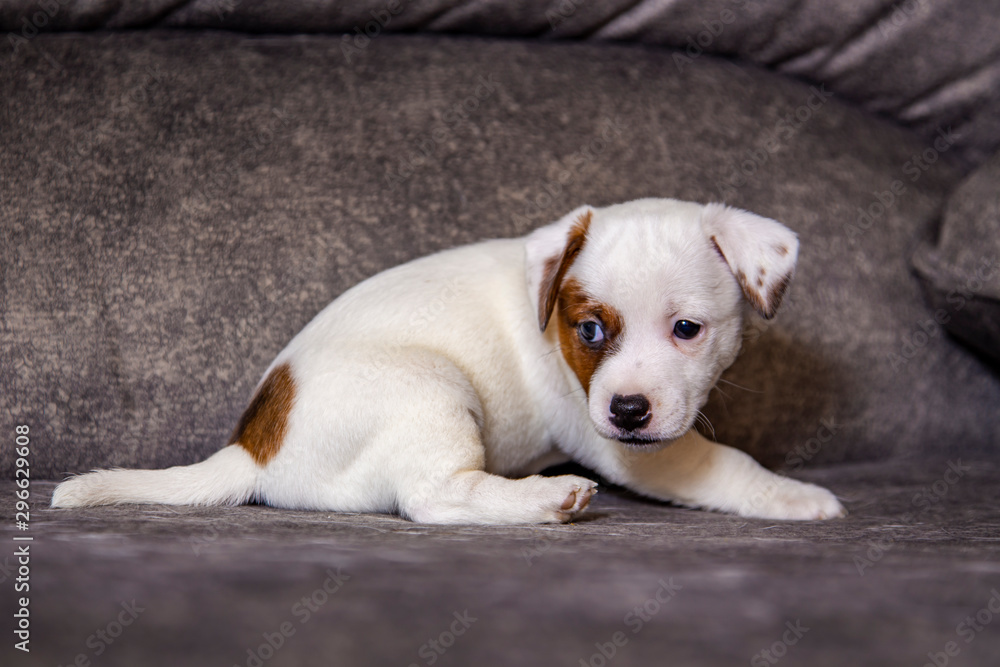 The puppy of breed Jack Russell Terrier The puppy of breed Jack Russell Terrier