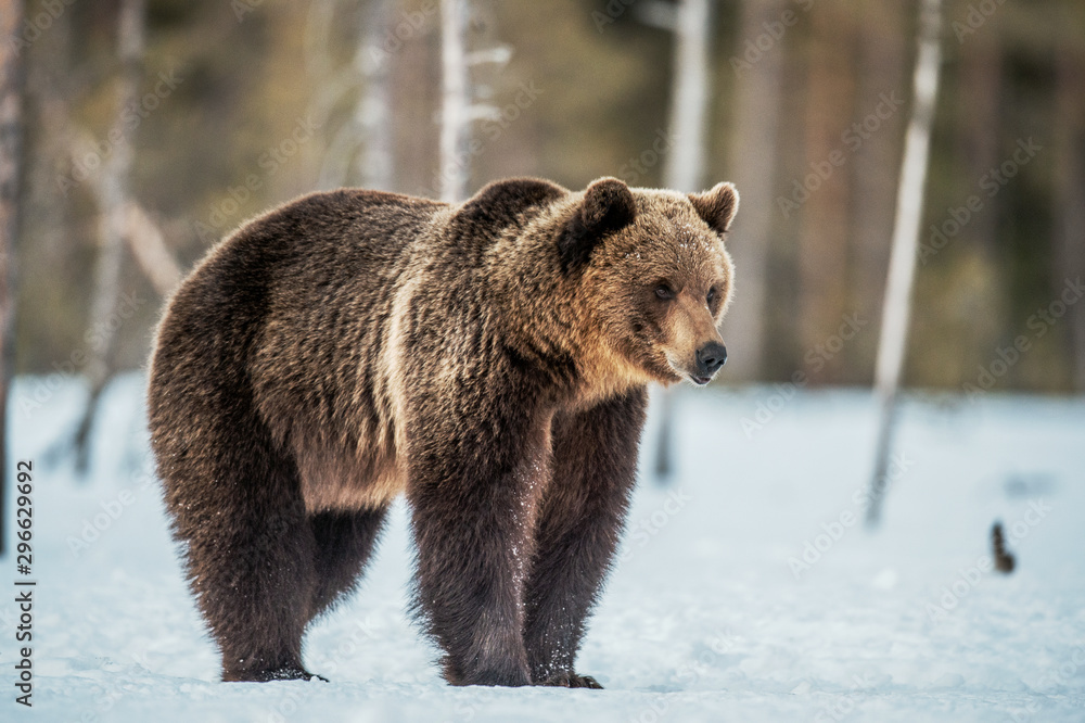 Obraz premium Wild adult Brown bear in the snow in winter forest. Adult Big Brown Bear Male. Scientific name: Ursus arctos. Natural habitat. Winter season