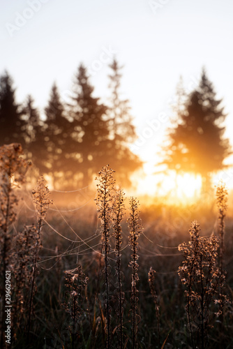 Morning landscape. Field in the village with grass. There is a web on the grass. The sun is backlit. On the field lies morning fog. Autumn cool morning.