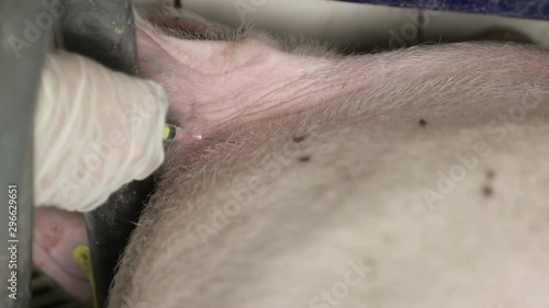 Vaccine for pigs. Swine fever. Veterinarian Robit pig vaccine closeup. photo