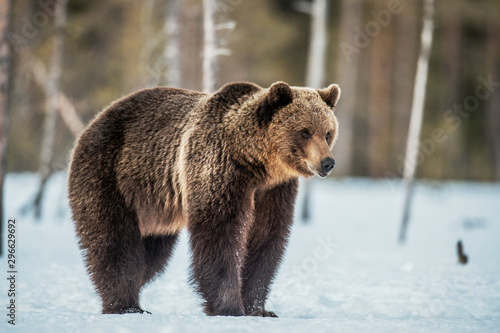 Wild adult Brown bear in the snow in winter forest. Adult Big Brown Bear Male. Scientific name: Ursus arctos. Natural habitat. Winter season