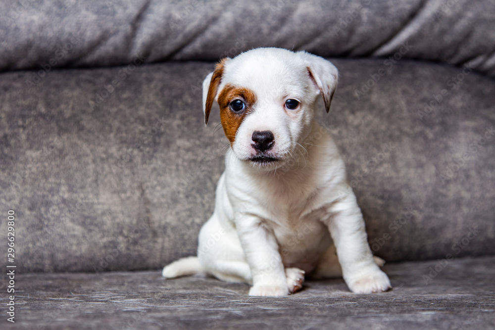 The puppy of breed Jack Russell Terrier