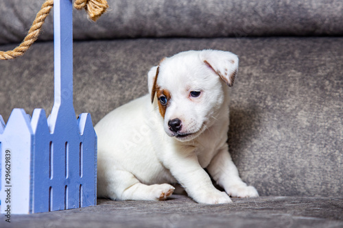 The puppy of breed Jack Russell Terrier © Ксения Коломенская
