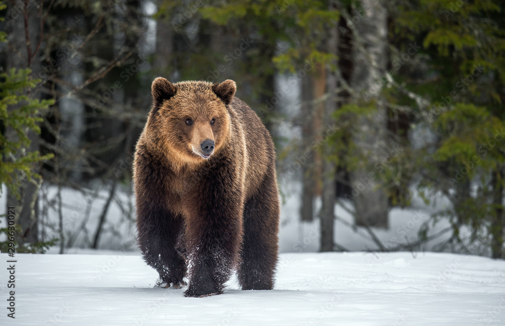 Wild adult Brown bear walking in the snow in winter forest. Scientific name: Ursus arctos. Natural habitat. Winter season Wild adult Brown bear walking in the snow in winter forest. Scientific name: Ursus arctos. Natural habitat. Winter season