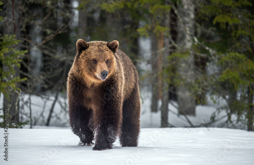 Wild adult Brown bear walking in the snow in winter forest. Scientific name: Ursus arctos. Natural habitat. Winter season