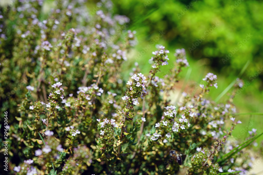 Purple flowers of thyme plant growing in the herb garden Purple flowers of thyme plant growing in the herb garden
