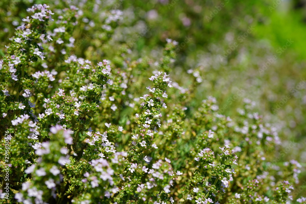 Purple flowers of thyme plant growing in the herb garden Purple flowers of thyme plant growing in the herb garden