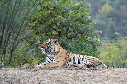 Wild male bengal tiger Fateh or T42 resting in green background during evening safari at ranthambore national park  rajasthan  india. He is very huge and biggest male tiger of park - panthera tigris