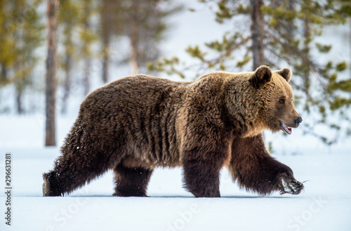 Wild adult Brown bear walking in the snow in winter forest. Adult Big Brown Bear Male. Scientific name: Ursus arctos. Natural habitat. Winter season © Uryadnikov Sergey