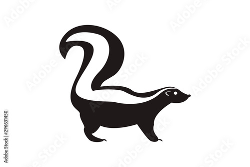 Black-white skunk with fluffy tail on white background