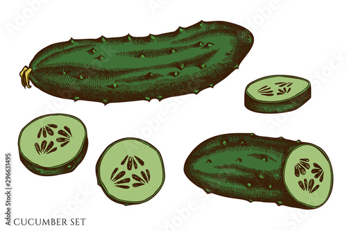 Vector set of hand drawn colored cucumber