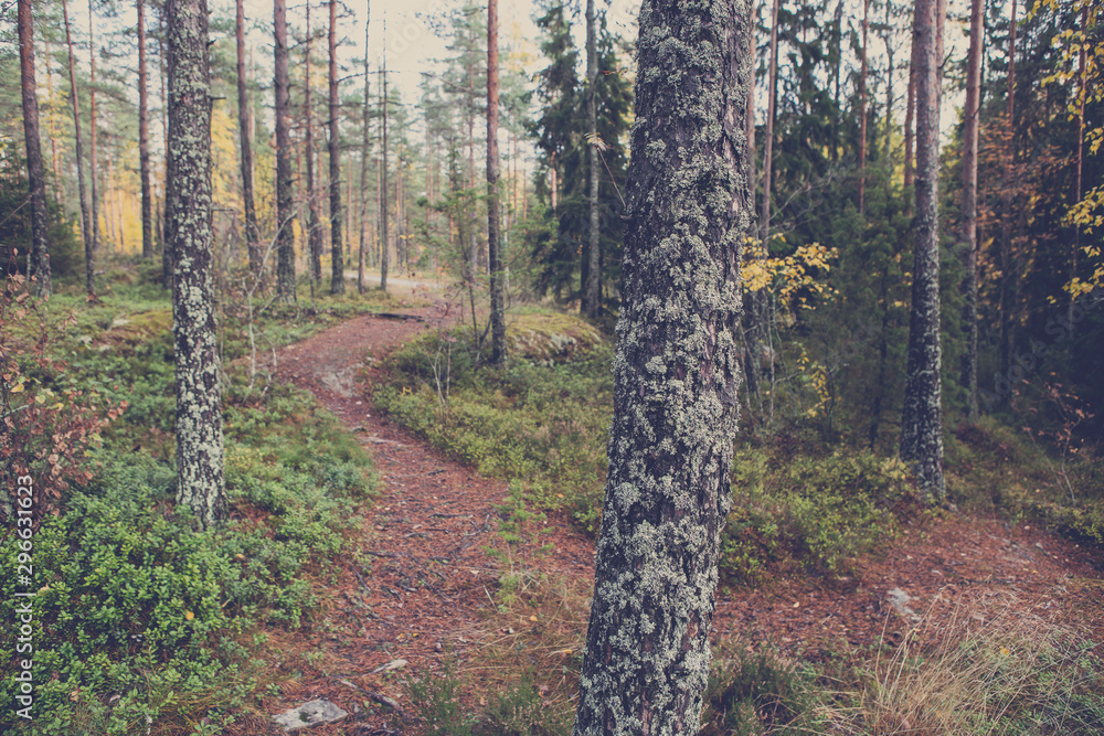 Fototapeta premium Path in the forest with a vintage affect applied. Shady scenery in an autumnal forest.