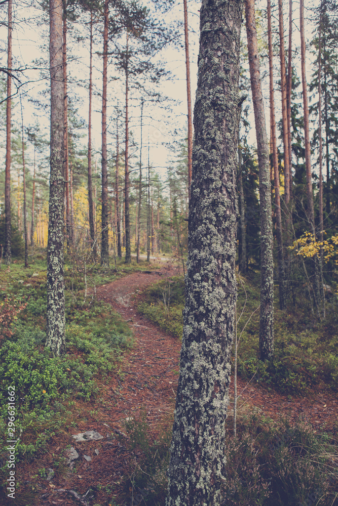 Fototapeta premium Path in the forest with a vintage affect applied. Shady scenery in an autumnal forest.