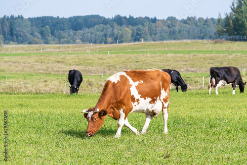 Dairy cows in pasture photo