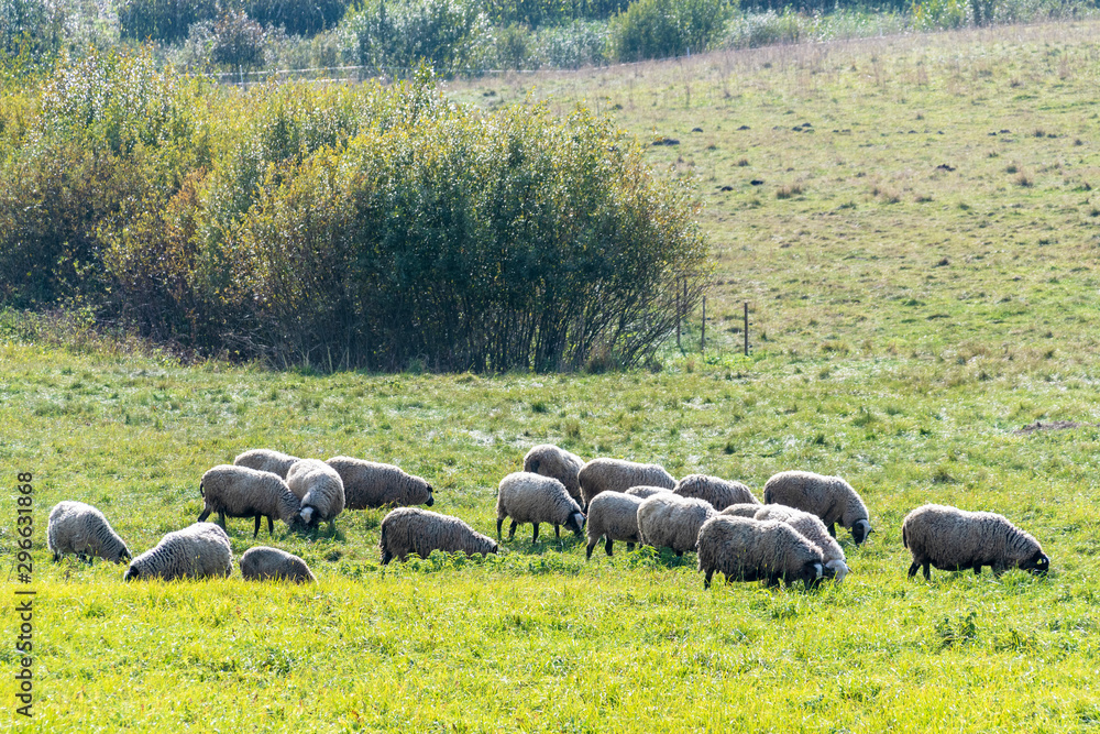 Fototapeta premium A flock of sheep on the meadow