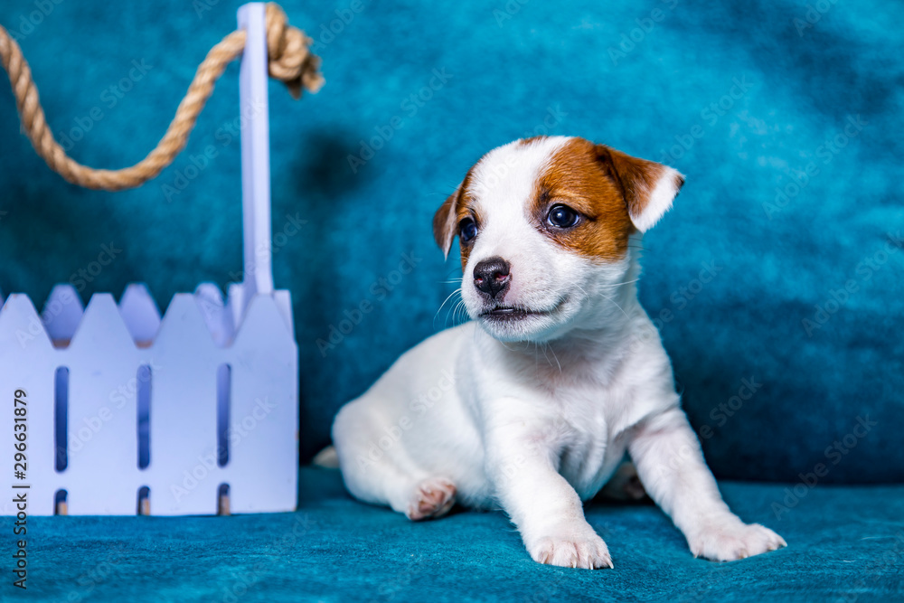 The puppy of breed Jack Russell Terrier