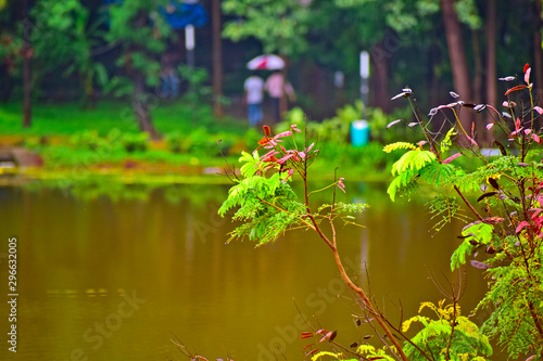 flowers in the pond © Saurabh