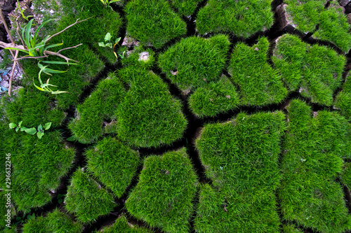 Green grass grow on cracked soil background texture. Element of design
