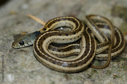 Thamnophis cyrtopsis is a beautiful slatted snake