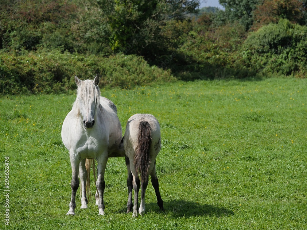 Young foal suckling milk from mother horse in a green grass field on a sunny day. Concept grow, care, relationships. Young foal suckling milk from mother horse in a green grass field on a sunny day. Concept grow, care, relationships.