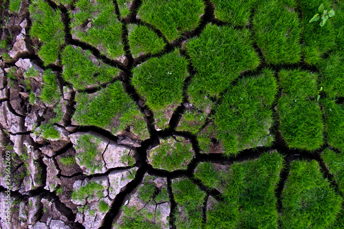 Green grass grow on cracked soil background texture. Element of design