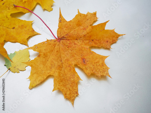Yellow and orange maple leafs on a bright metal surface, Concept fall, autumn season.