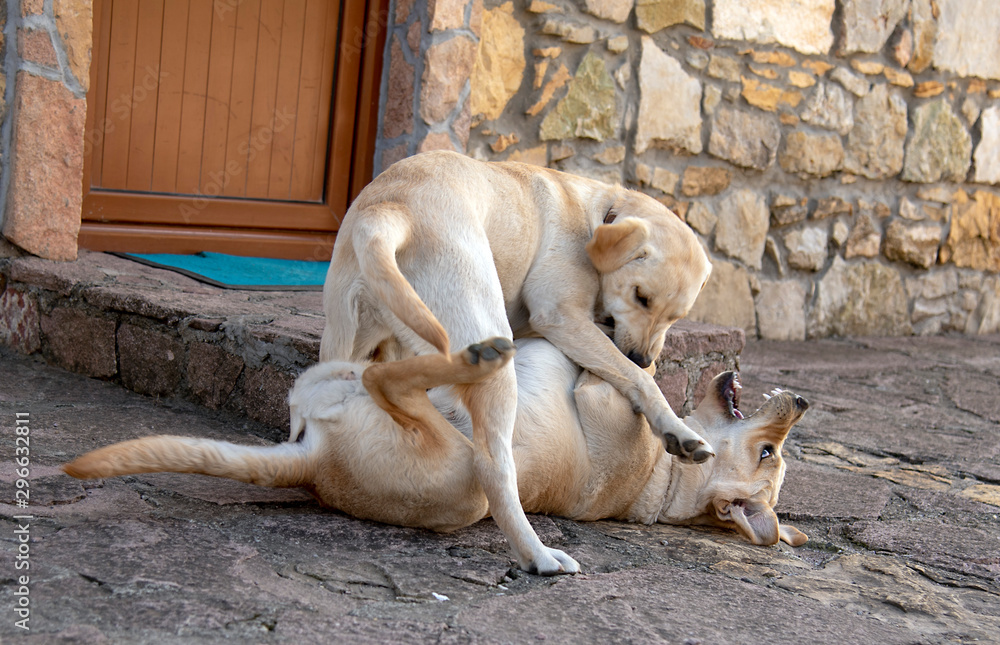 Two Labrador dogs play at home, bite, growl, attack each other. Two Labrador dogs play at home, bite, growl, attack each other.