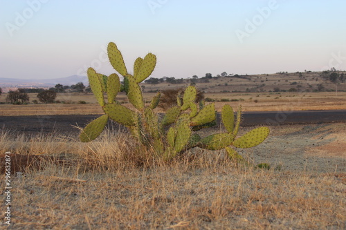 vida camparana photo